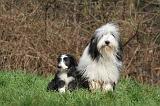 BEARDED COLLIE 346